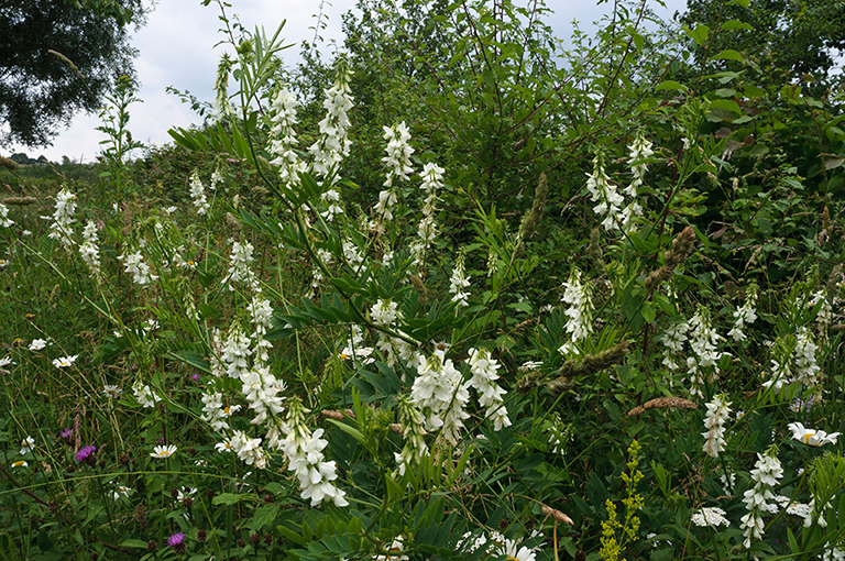 Galega_officinalis_LP0628_18_Nutfield_Marsh