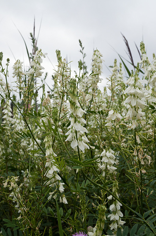 Galega_officinalis_LP0377_39_Hampton_Court