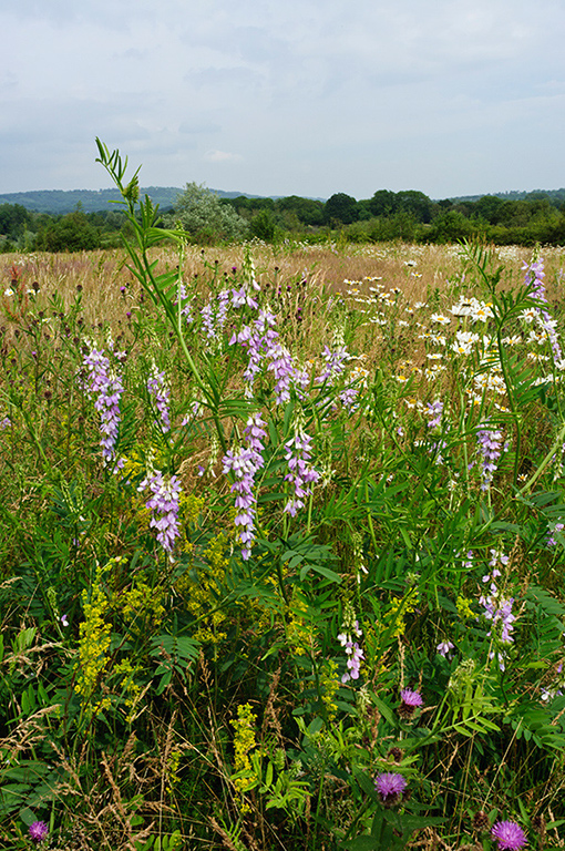 Galega_officinalis_LP0628_47_Nutfield_Marsh