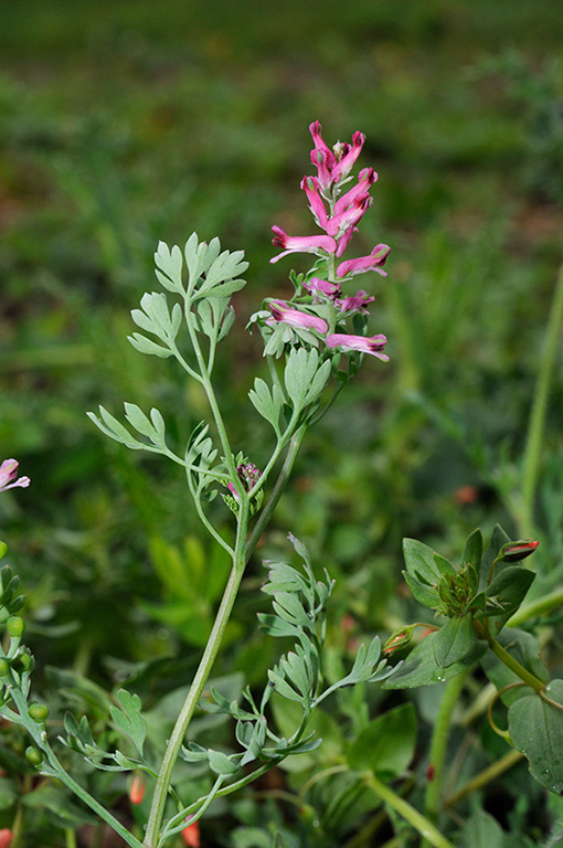 Fumaria_officinalis_wirtgenii_LP0372_11_Coulsdon