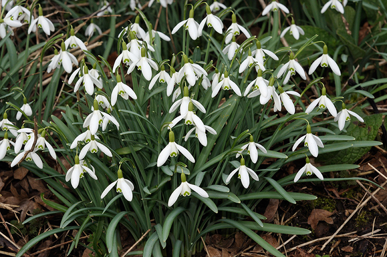 Galanthus_nivalis_LP0346_64_Leith_Hill