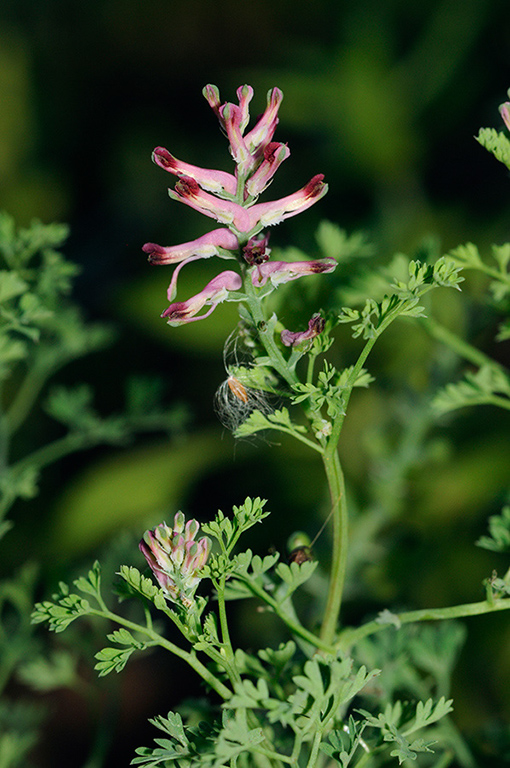 Fumaria_officinalis_LP0323_59_Ranscombe_Farm