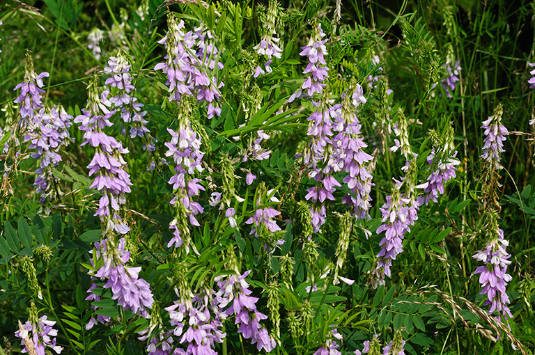 Galega_officinalis_LP0628_40_Nutfield_Marsh