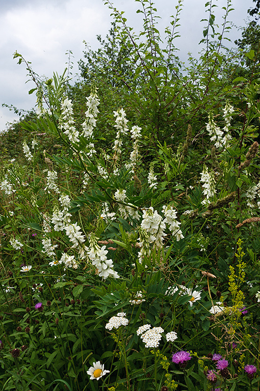 Galega_officinalis_LP0628_21_Nutfield_Marsh