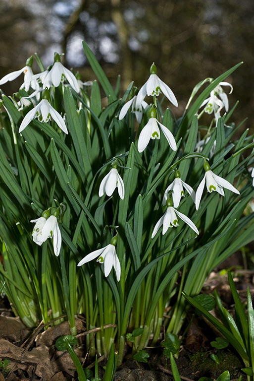 Galanthus_nivalis_LP0090_09_Staffhurst_Wood