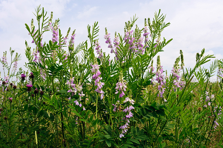 Galega_officinalis_LP0628_58_Nutfield_Marsh