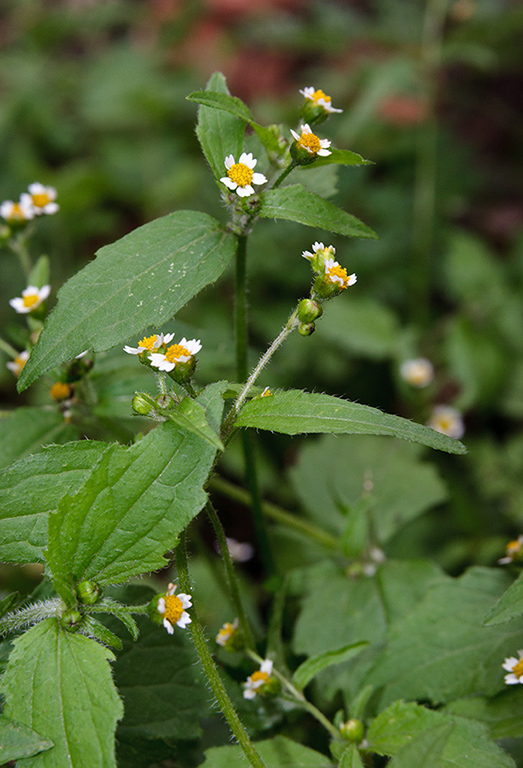 Galinsoga_quadriradiata_LP0544_11_Wandle