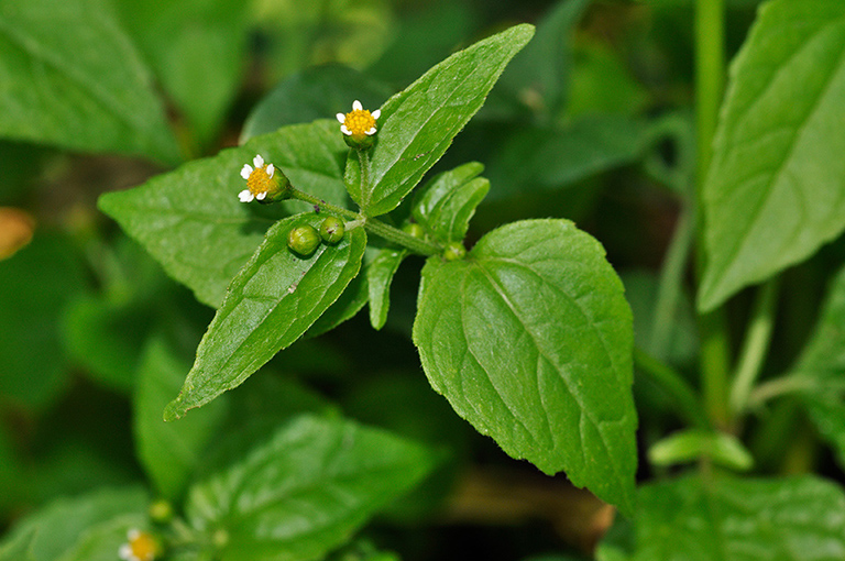 Galinsoga_parviflora_LP0284_03_Great_Bookham