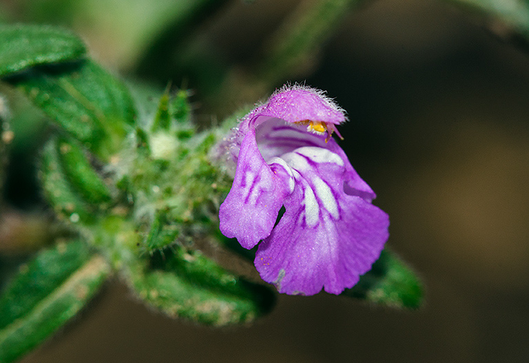 Galeopsis_angustifolia_LP0595_06_Langley_Vale