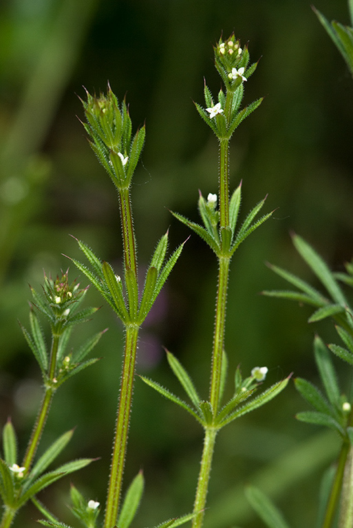 Galium_aparine_LP0127_16_Seale