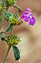 Galeopsis_angustifolia_LP0474_34_Langley_Vale_Wood