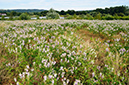 Galega_officinalis_LP0464_05_Nutfield Marsh