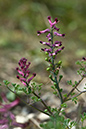 Fumaria_officinalis_LP0175_53_Wotton