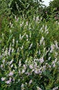 Galega_officinalis_LP0377_30_Hampton_Court