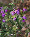 Galeopsis_angustifolia_LP0545_23_Langley_Vale