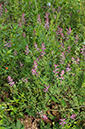 Fumaria_officinalis_LP0323_63_Ranscombe_Farm