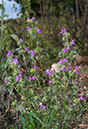 Galeopsis_angustifolia_LP0545_21_Langley_Vale