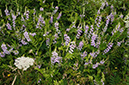 Galega_officinalis_LP0628_28_Nutfield_Marsh