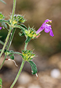 Galeopsis_angustifolia_LP0474_45_Langley_Vale_Wood