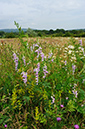 Galega_officinalis_LP0628_47_Nutfield_Marsh