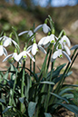 Galanthus_nivalis_LP0088_10_Box_Hill