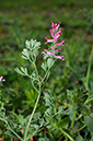 Fumaria_officinalis_wirtgenii_LP0372_11_Coulsdon