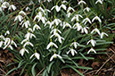 Galanthus_nivalis_LP0346_64_Leith_Hill