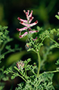 Fumaria_officinalis_LP0323_59_Ranscombe_Farm