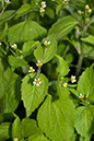 Galinsoga_quadriradiata_LP0224_101_Wisley