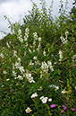 Galega_officinalis_LP0628_21_Nutfield_Marsh