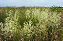 Galium_mollugo_LP0628_56_Nutfield_Marsh