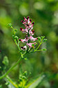 Fumaria_densiflora_LP0323_100_Ranscombe_Farm