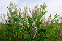 Galega_officinalis_LP0628_58_Nutfield_Marsh