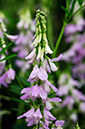 Galega_officinalis_LP0377_24_Hampton_Court