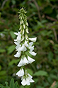 Galega_officinalis_LP0628_15_Nutfield_Marsh