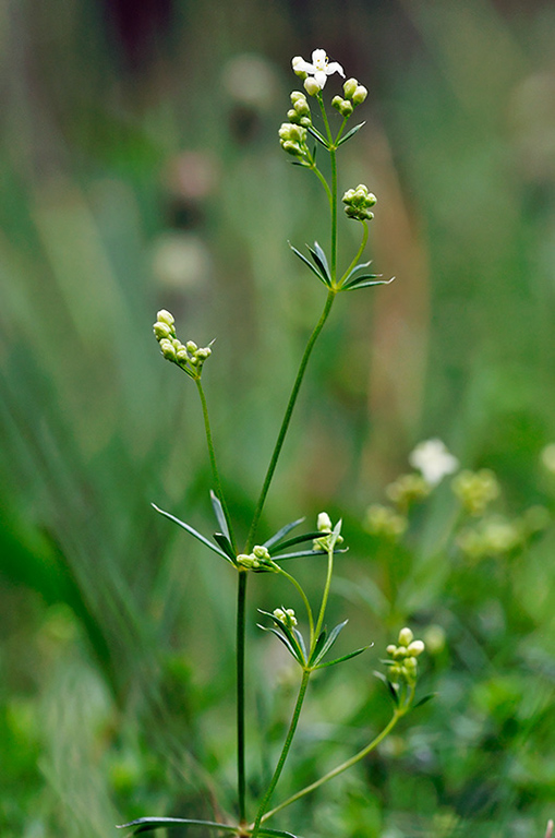 Galium_pumilum_LP0246_23_Caterham