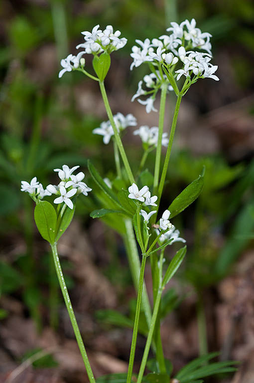 Galium_odoratum_LP0567_03_Frylands_Wood