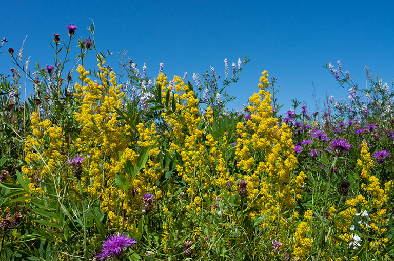 Galium_verum_LP0636_07_Nutfield_Marsh