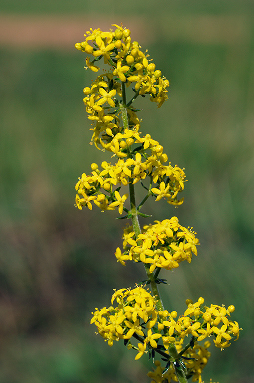 Galium_verum_Bedstraw_LP0335_04_Hampton_Court