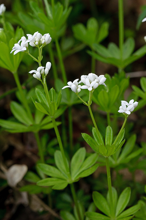 Galium_odoratum_LP0621_07_Frylands_Wood