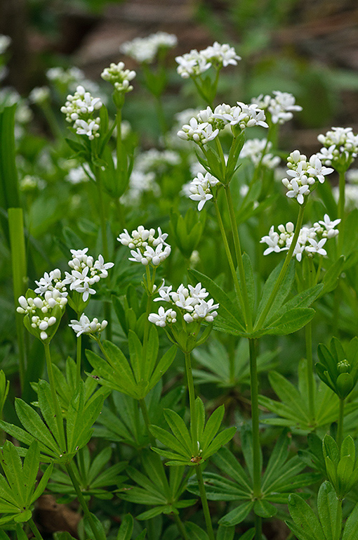 Galium_odoratum_LP0621_02_Frylands_Wood