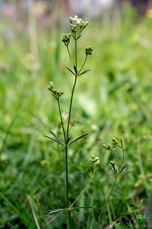 Galium_pumilum_LP0246_07_Caterham