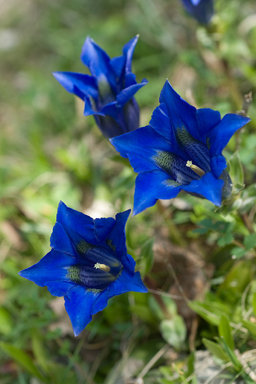 Gentiana_acaulis_LP0114_10_Buckland