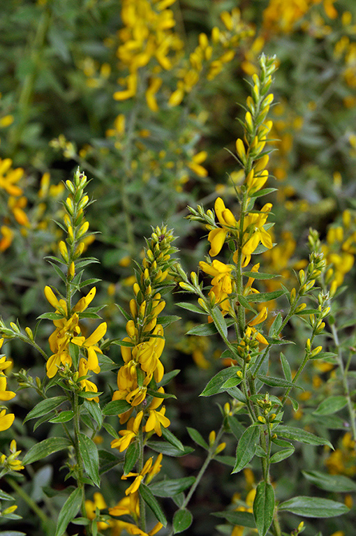 Genista_tinctoria_LP0275_08_Langford_Lakes