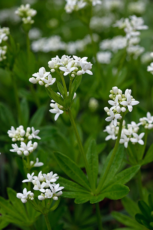 Galium_odoratum_LP0621_03_Frylands_Wood