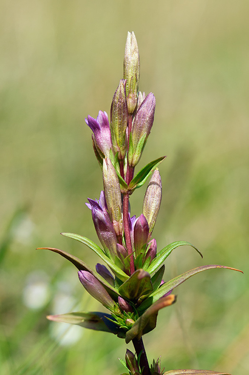 Gentianella_amarella_LP0482_01_Denbies_Hillside