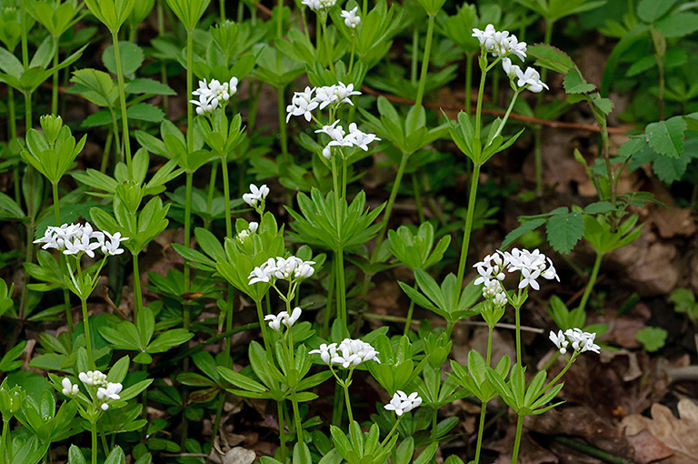 Galium_odoratum_LP0621_04_Frylands_Wood