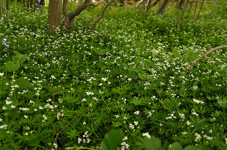 Galium_odoratum_LP0270_02_Nower_Wood