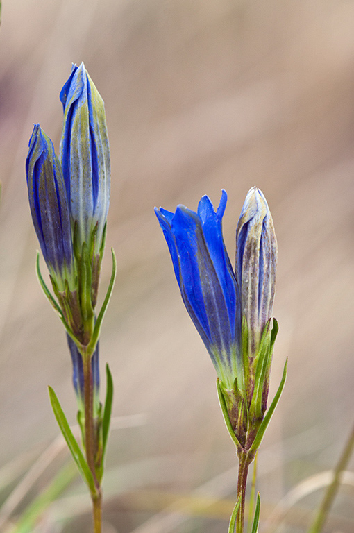 Gentiana_pneumonanthe_LP0596_17_Chobham_Common