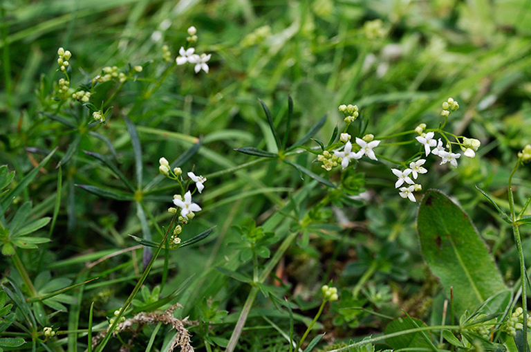 Galium_pumilum_LP0246_10_Caterham